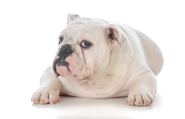 male bulldog laying down