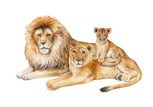 Family Of Lions Isolated On White Background. Father, Mother, Child. The Lion, The Lioness, The Lion Cub. Watercolor. Illustration. Template