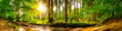 canvas print picture Beautiful forest panorama with trees, creek and sun