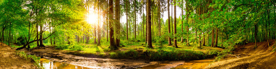 Poster - Beautiful forest panorama with trees, creek and sun