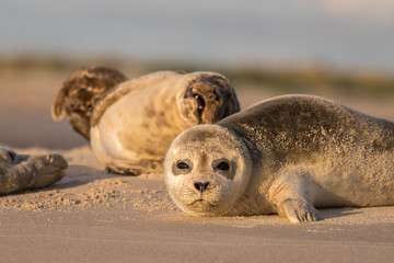 harbour seals, phoca vitulina, resting on the beach. early morning at grenen, denmark