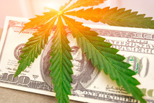 Element Of Bill Of The American Dollar With Sheet Of Cannabis, Marijuana. Money With  Leaf Of Hashish Grass. Green Leaf Of Marijuana For Money