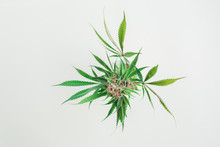 Marijuana Plant Cutting From Above