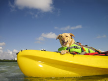 Dog Kayaking