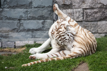 Canvas Print - Tigre blanc