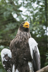 Wall Mural - Aigle