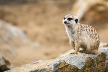 Canvas Print - Suricate