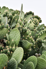 Close-up Of Prickely Pear Cactus With Fruit In Andalusia, Spain