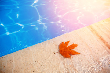 Fall leaves floating in swimming pool blue water sunset