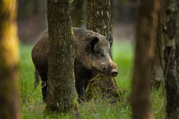 Sticker - wild boar, sus scrofa, Czech republic