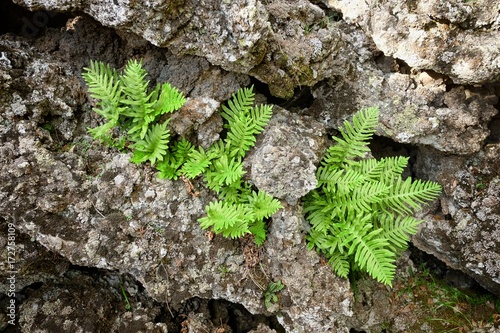 Cuadros en Lienzo Fern Seedlings And Ancient Cold Lava Rocks In Etna National Park, Sicily