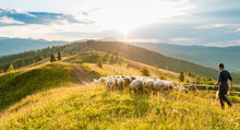 Mountain Range At Sunset. A Herd Of Sheep In The Mountains. Beautiful Mountain Landscape View. Shepherds' Home In The Mountains