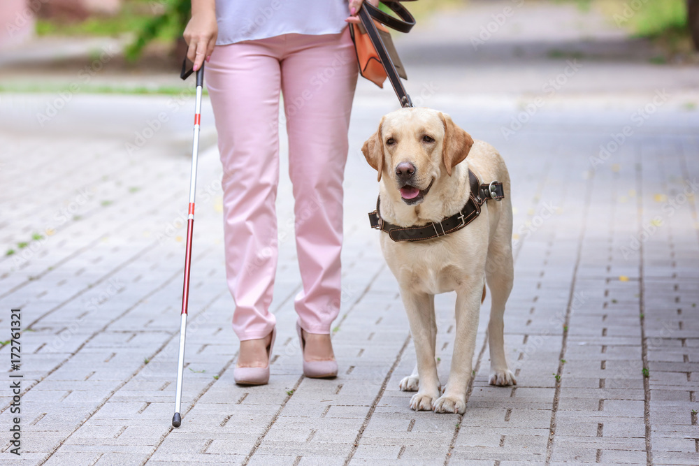 Guide dog helping blind woman in the city