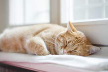 Close Up Of Ginger Cat Napping On Windowsill