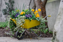 Wheelbarrow Full Of Flowering Plants