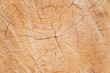 © Justin Mullet/Stocksy - Tree growth rings on fresh cut evergreen tree