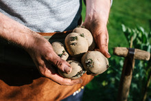 Gardener Holding Seed Potatoes That Are Ready For Planting