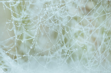 Spider web with dew in morning