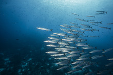 Diving With School Of Barracuda