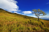 Fototapeta Na ścianę - Lonely tree along slopes of Mt Rinjani, Indonesia