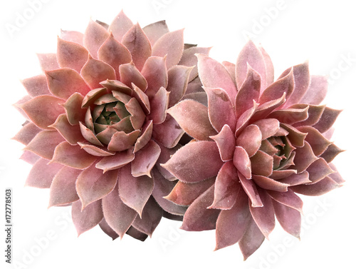 Supervivum Succulent Fototapete