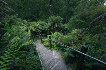  Path leading through the fog of lush rainforest