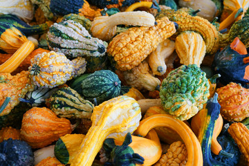 Wall Mural - pile of gourd in autumn harvest season