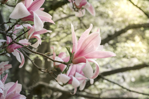 Plakat Tło z kwitnienie menchii magnolii kwiatami