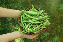 Woman Holding Wicker Basket With Raw Fresh Organic Green Beans Outdoors