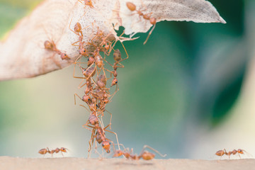 Wall Mural - Ant bridge unity.selective focus.