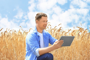 Wall Mural - Agronomist using tablet in wheat field