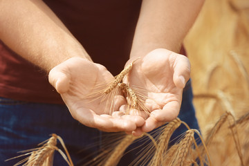 Canvas Print - Man touching wheat spikelets in field