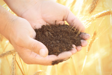 Canvas Print - Man holding soil in wheat field, close up