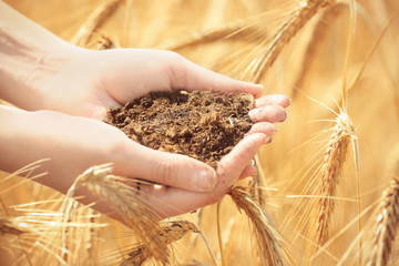 Wall Mural - Woman holding soil in wheat field