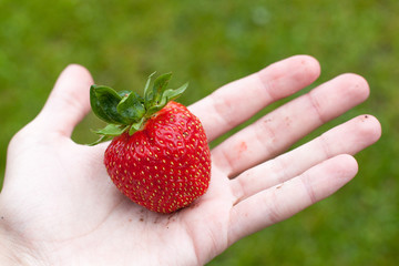 ripe red freshly picked strawberry