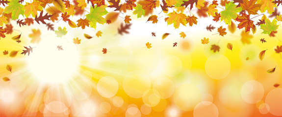 Wall Mural - autumn foliage fall sunlights header sunbeam