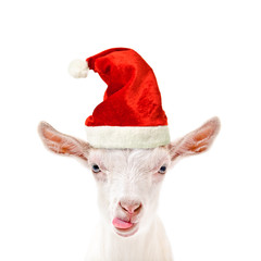 Wall Mural - Portrait of a funny goat in a New Year's cap, showing tongue, isolated on white background