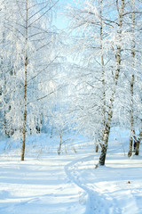 Canvas Print - rural winter snowy landscape with forest, footpath and blue sky.