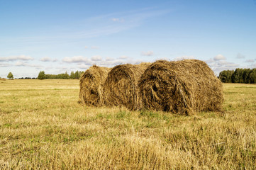 Autumn landscape in rural terrain