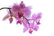 Orchidee  pink 