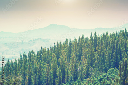 Mountain pine and natural light
