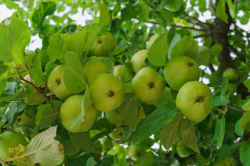 fresh, apples of a new crop on the branches in the garden.