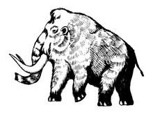 Mammoth Engraving Vector Illustration
