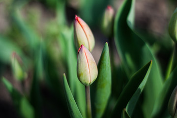 red tulips in the garden