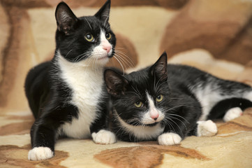 two black and white twins are lying on the couch