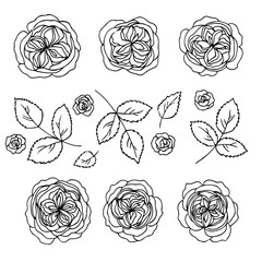 Wall Mural - vector contour rose flowers and leaves set