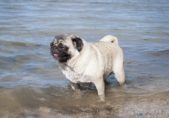 Wall Mural - cute wet pug puppy dog standing panting with paws in water at lake on sunny day