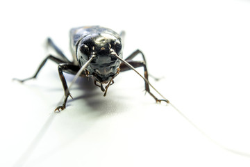 common black cricket , isolated insect on white background