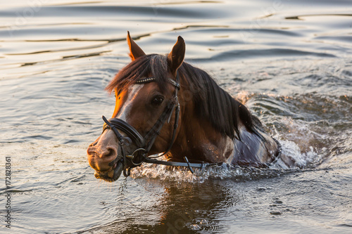 Zdjęcie XXL pływający koń