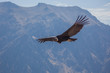 Andean Condor Gliding Through Colca Canyon